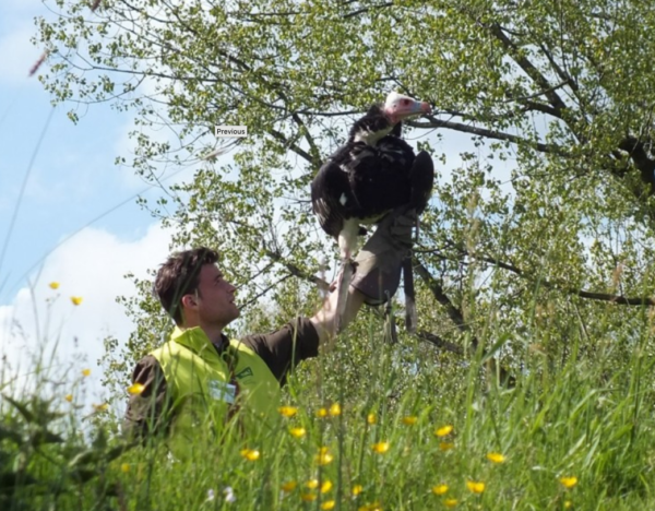 roofvogels